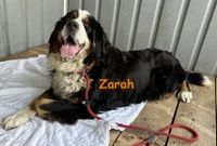 Zarah